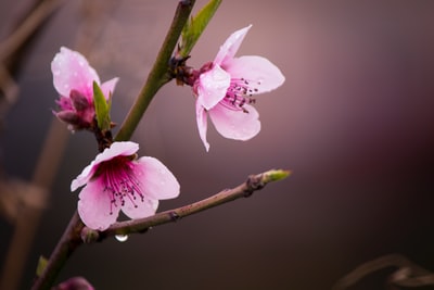三个粉红色的花朵
